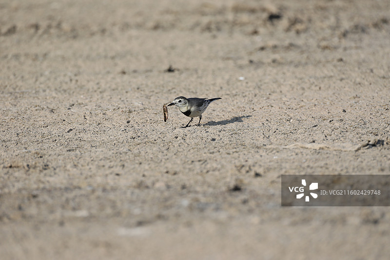 白鹡鸰图片素材