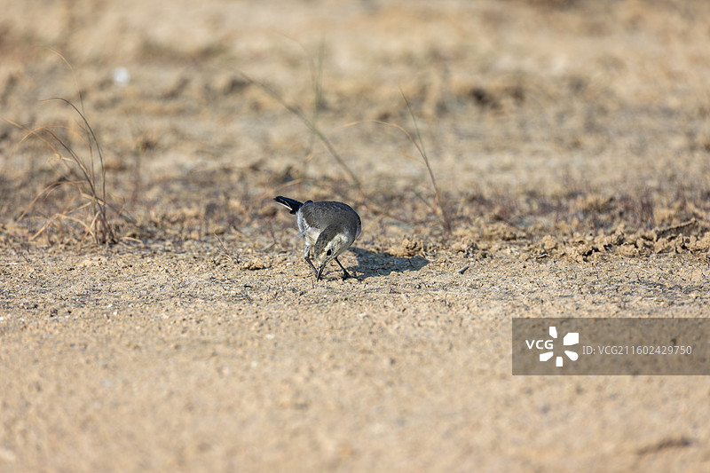 白鹡鸰图片素材