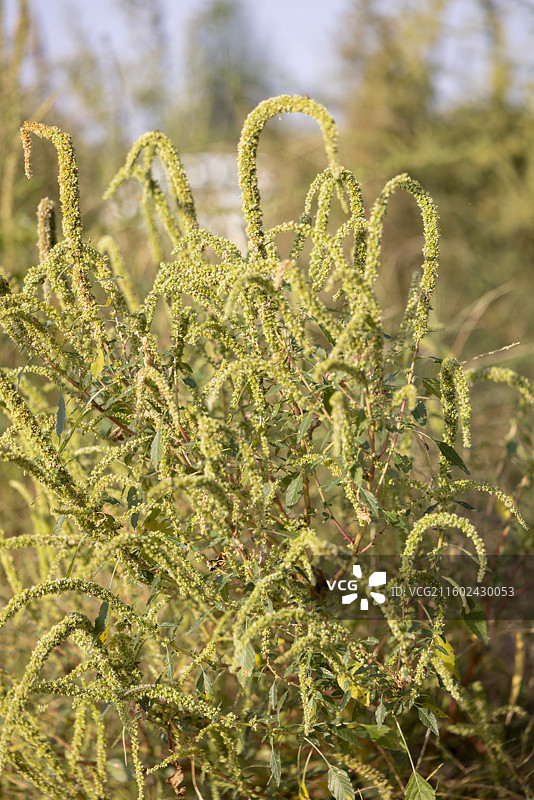 河北省石家庄市植物摄影图片，豚草图片素材