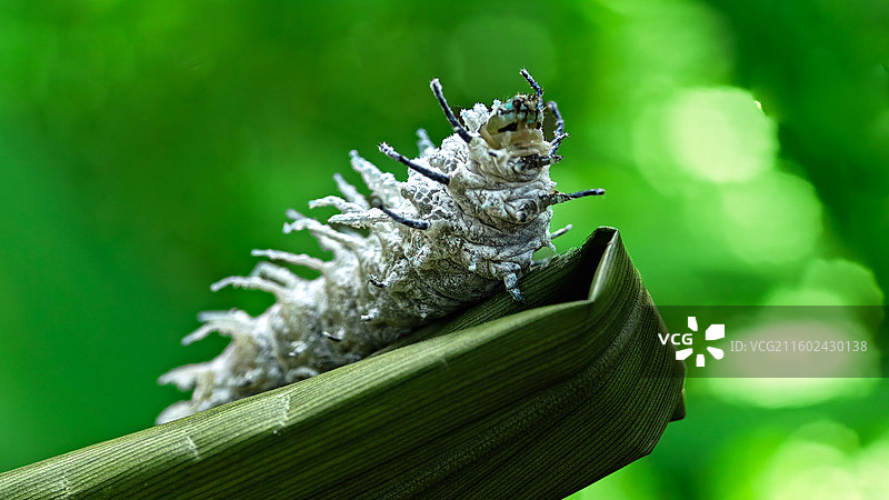 乌桕大蚕蛾幼虫：白棘小怪兽图片素材