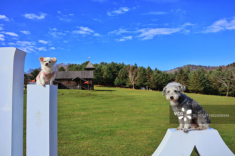 白山仙人谷玩耍的宠物狗图片素材