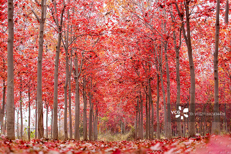 河北青县红树林风光图片素材