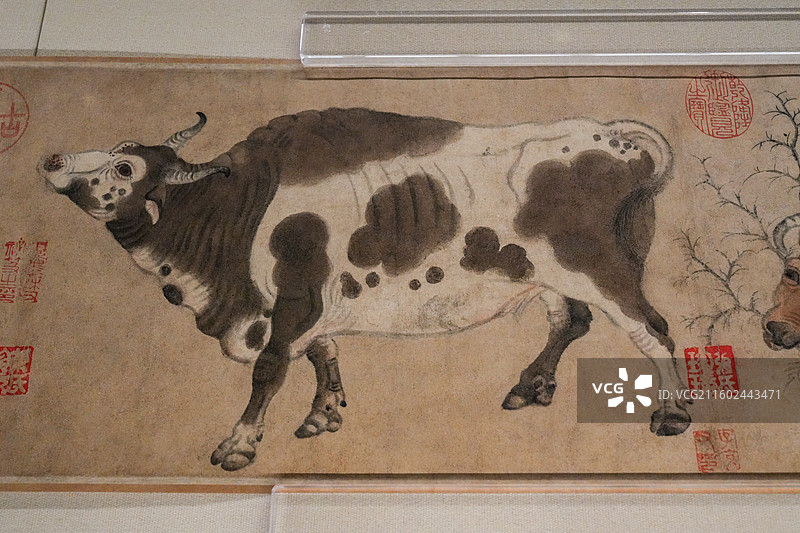 北京故宫博物院“百年守护-从紫禁城到故宫博物院”展览现场韩滉《五牛图》真迹实拍图片素材