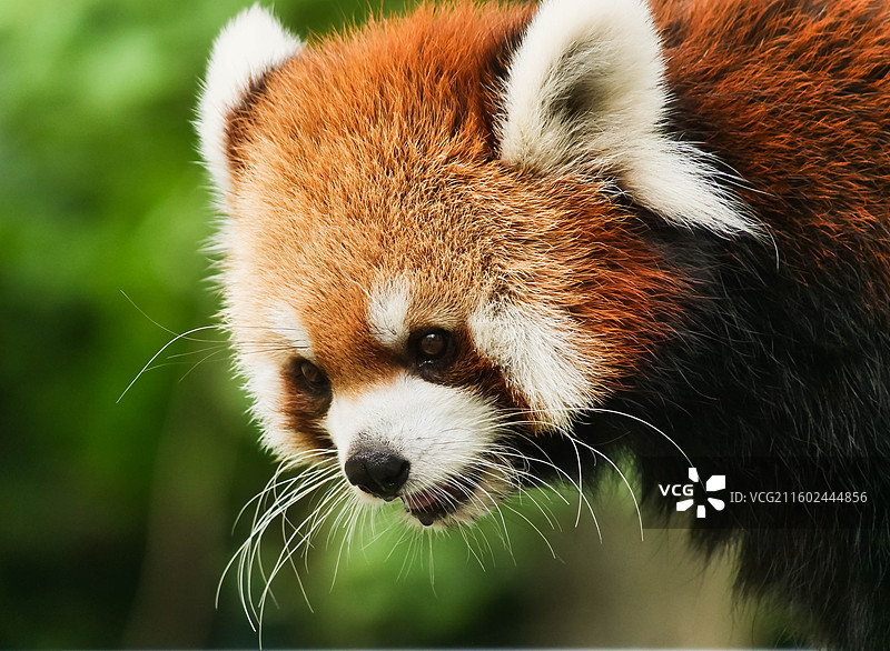 可爱小熊猫麻团大侧脸高清抓拍图片素材