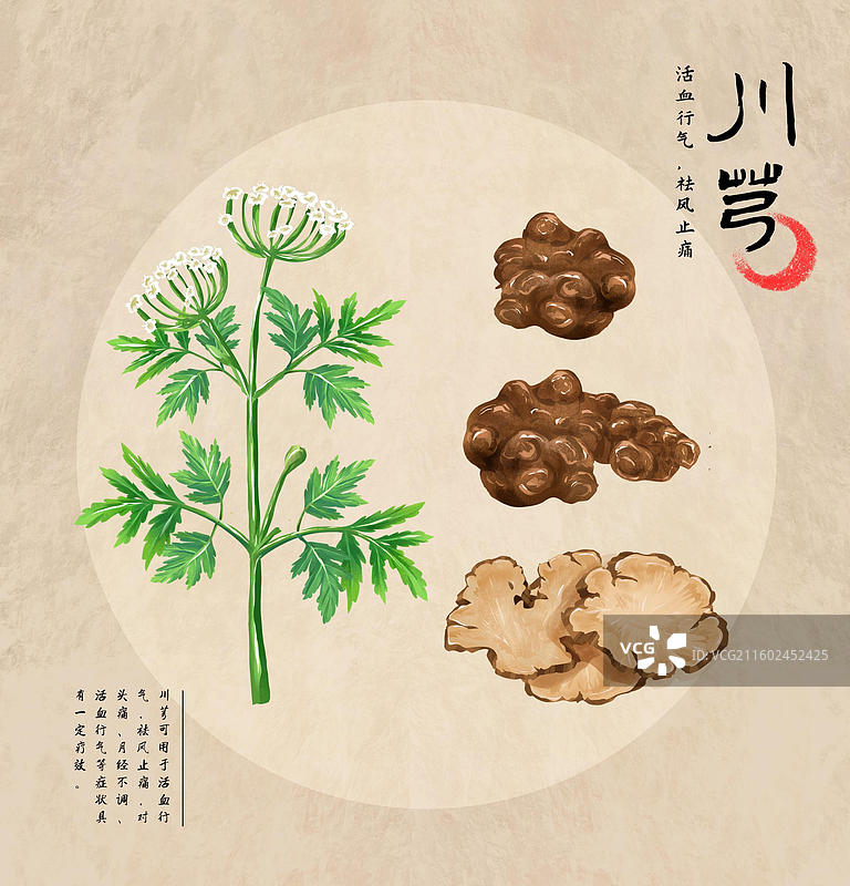 川芎中药材药材插画海报图片素材