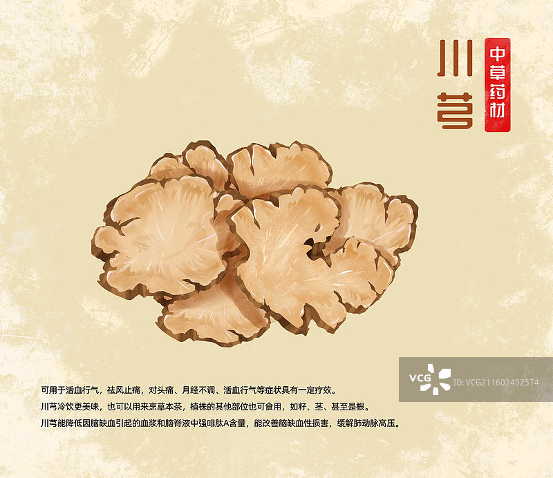 川芎中药材药材插画海报图片素材