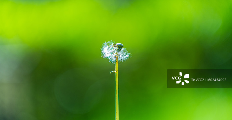 蒲公英 特写 夏季  绿色简单背景图片素材