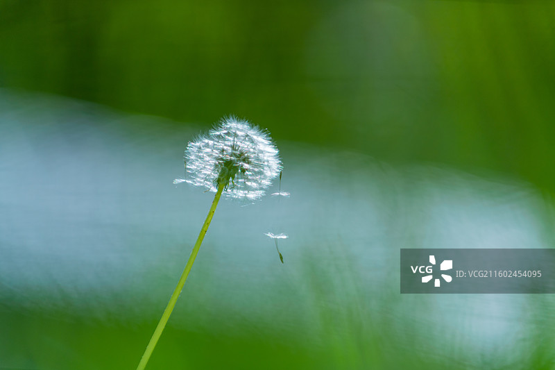 蒲公英 特写 夏季  绿色简单背景图片素材