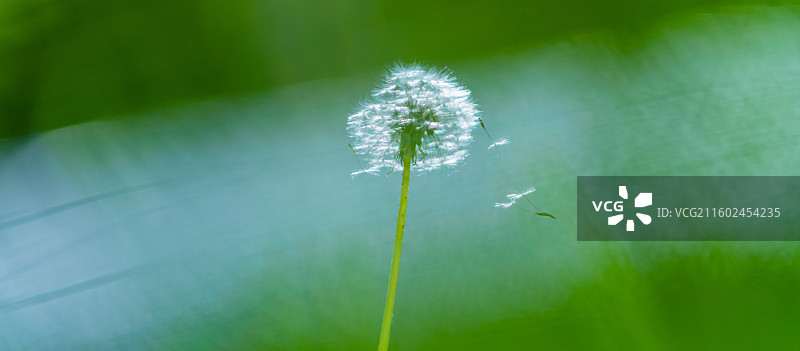 蒲公英 特写 夏季  绿色简单背景图片素材
