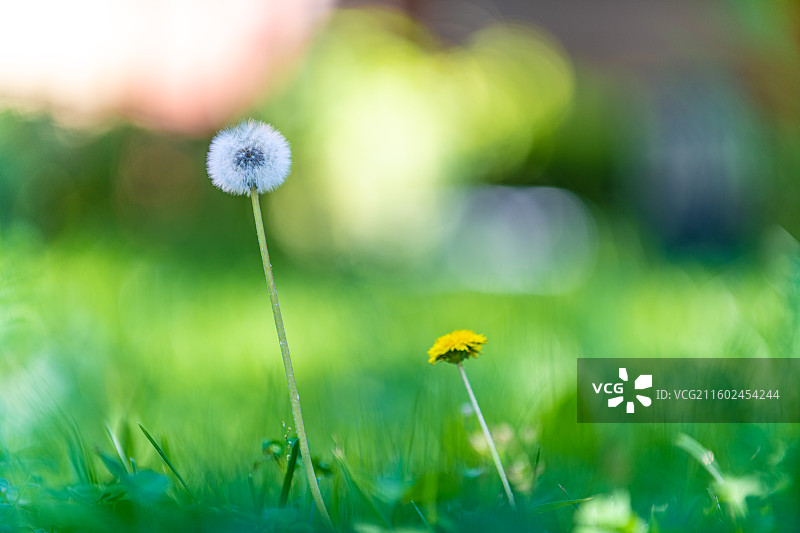 蒲公英 特写 夏季  绿色简单背景图片素材