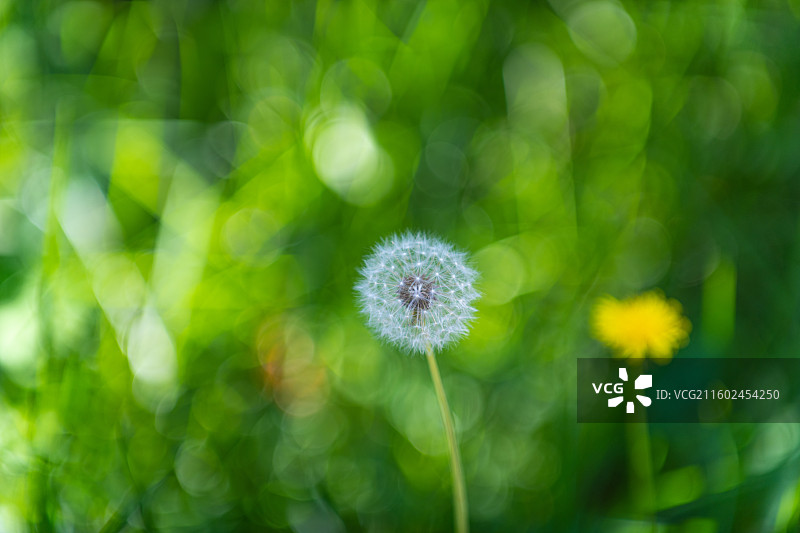 蒲公英 特写 夏季  绿色简单背景图片素材