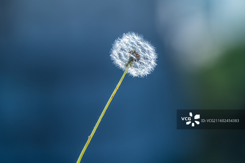 蒲公英 特写 夏季  绿色简单背景图片素材