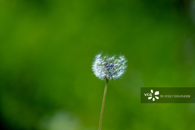 蒲公英 特写 夏季  绿色简单背景图片素材