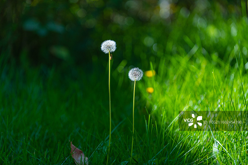 蒲公英 特写 夏季  绿色简单背景图片素材