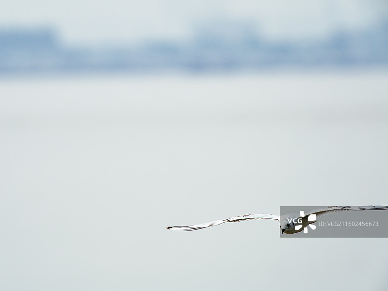 钱塘江滩的黑嘴鸥图片素材