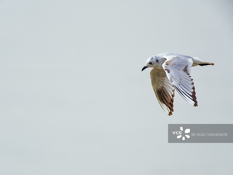 钱塘江滩的黑嘴鸥图片素材