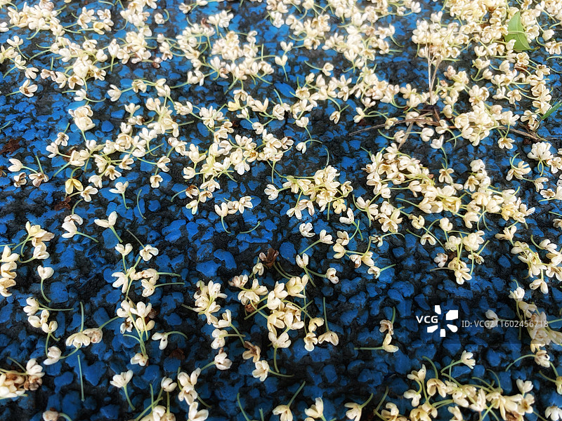 雨打桂花满地金黄图片素材