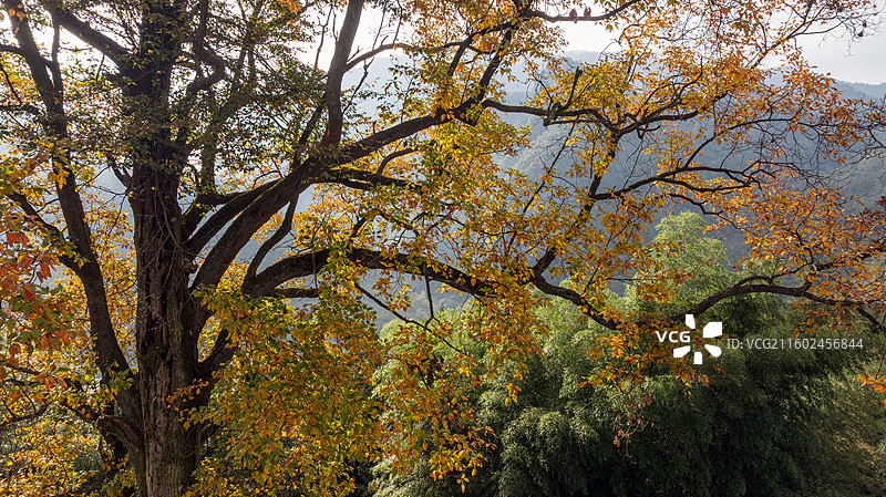 湖北恩施盛家坝枫香河百年古树梓木树（学名檫木，别名黄楸树），是当地标志性古树，被誉为“镇寨之宝”图片素材