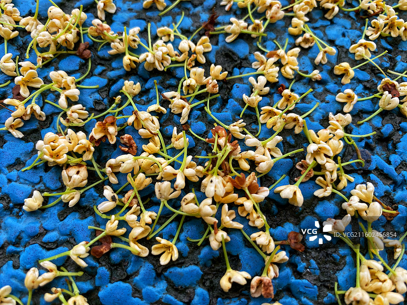 雨打桂花满地金黄图片素材