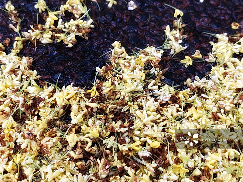 雨打桂花满地金黄图片素材