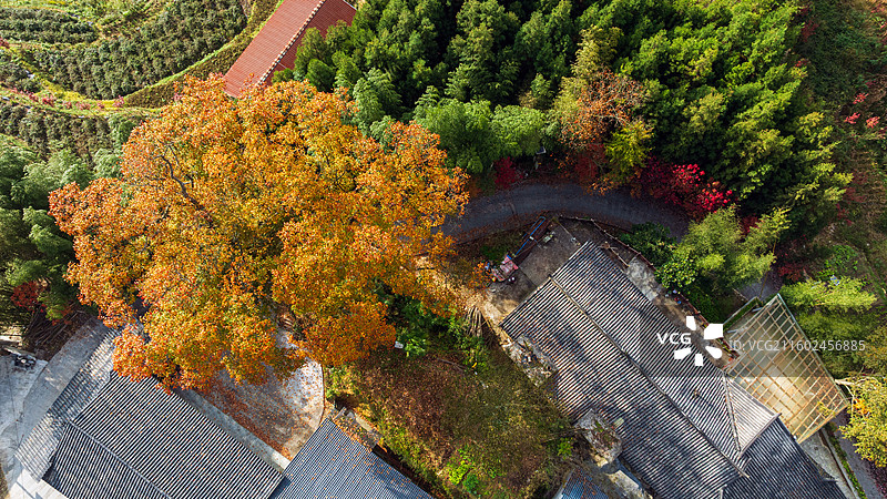 湖北恩施盛家坝枫香河百年古树梓木树（学名檫木，别名黄楸树），是当地标志性古树，被誉为“镇寨之宝”图片素材