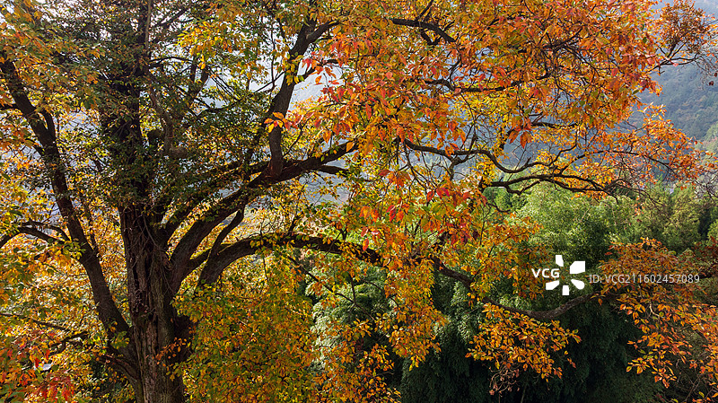 湖北恩施盛家坝枫香河百年古树梓木树（学名檫木，别名黄楸树），是当地标志性古树，被誉为“镇寨之宝”图片素材