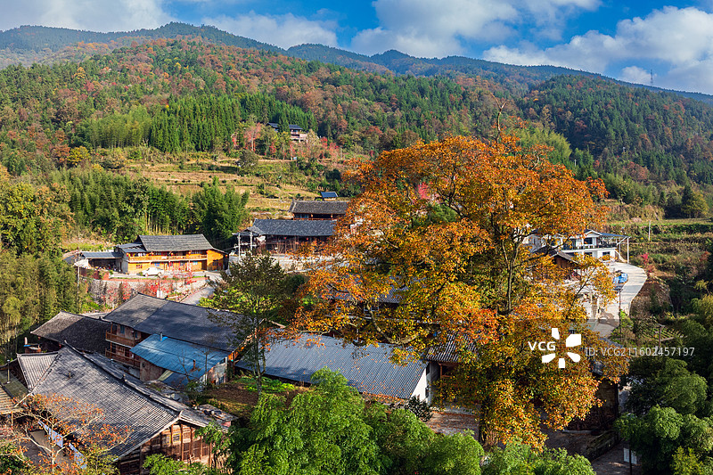 湖北恩施盛家坝枫香河百年古树梓木树（学名檫木，别名黄楸树），是当地标志性古树，被誉为“镇寨之宝”图片素材