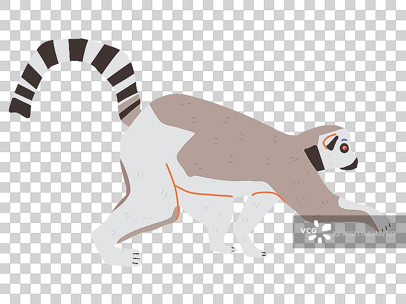 动物-环尾狐猴图片素材