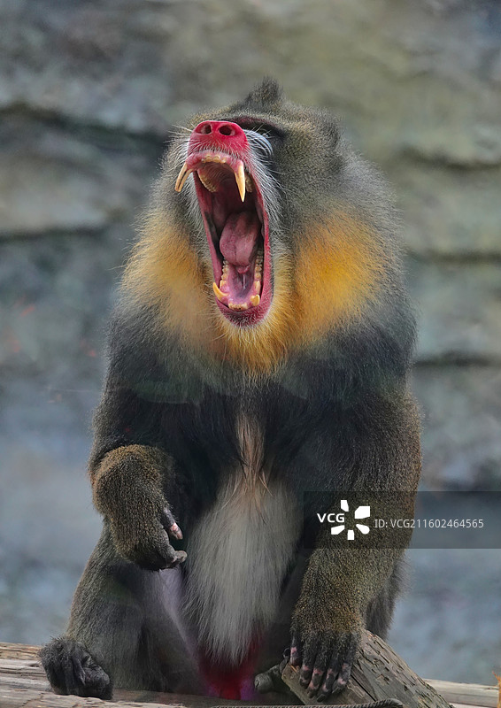 山魈王打哈欠图片素材