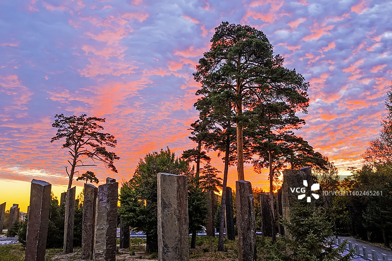 秋季清晨，朝霞满天，阳光明媚，无人机航拍吉林省长白山池北区独有的珍稀树种-美人松。图片素材