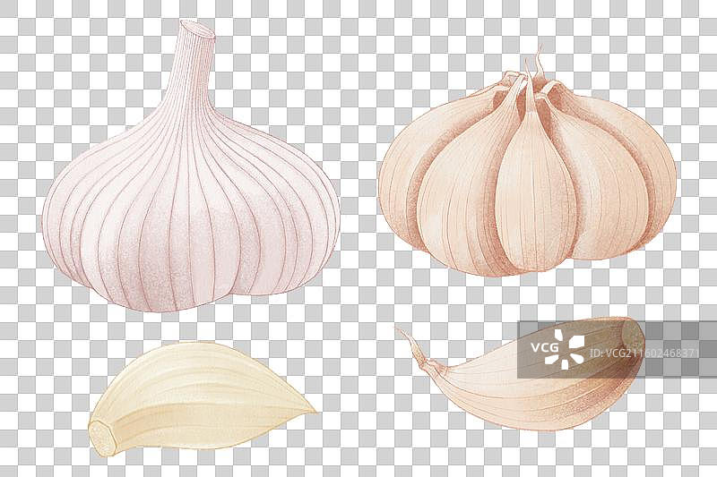 大蒜蒜头插画元素图片素材