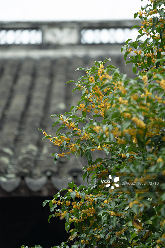 文澜阁中寻桂子图片素材