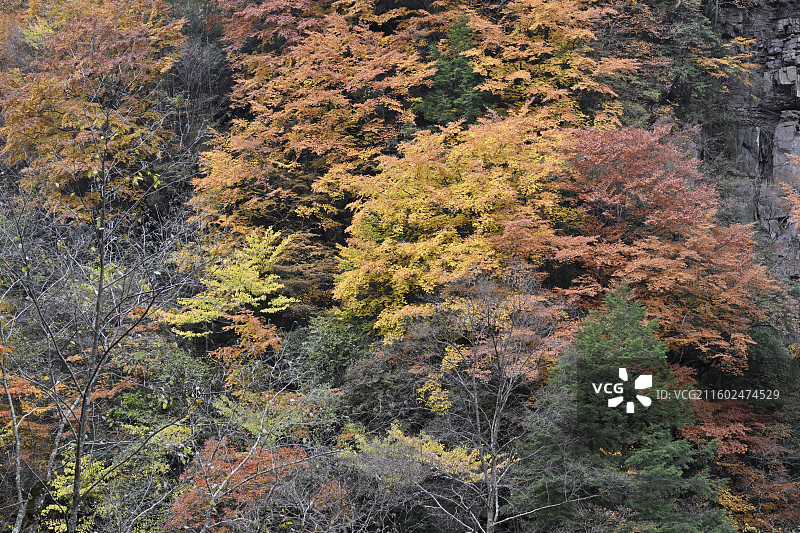 黎坪国家森林公园图片素材