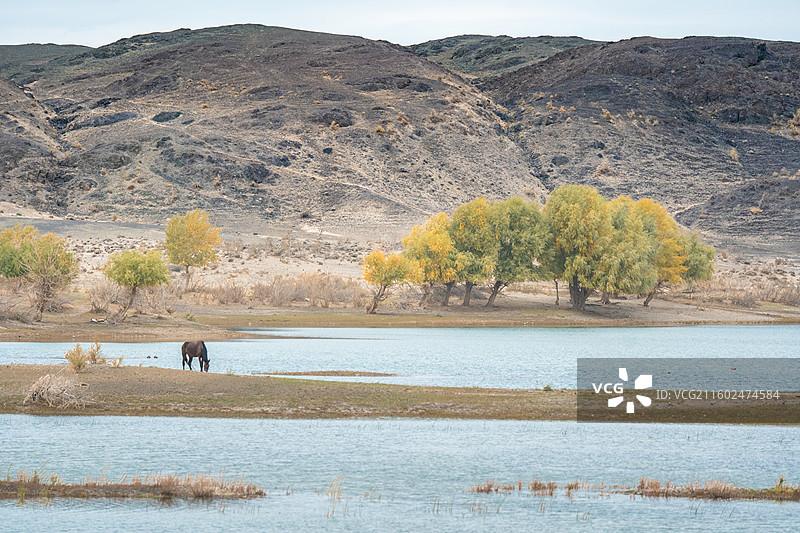 戈壁滩湖泊与少量植被，新疆图片素材