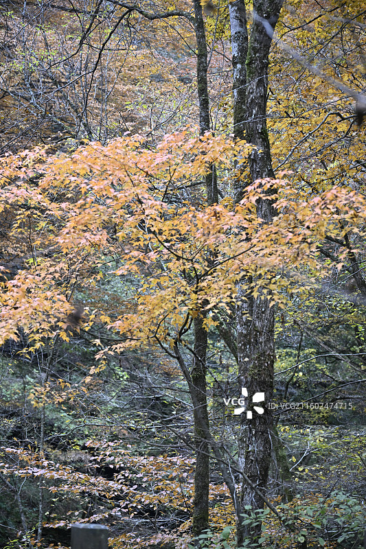 黎坪国家森林公园图片素材