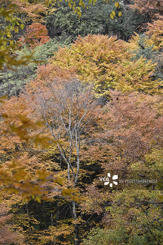 黎坪国家森林公园图片素材