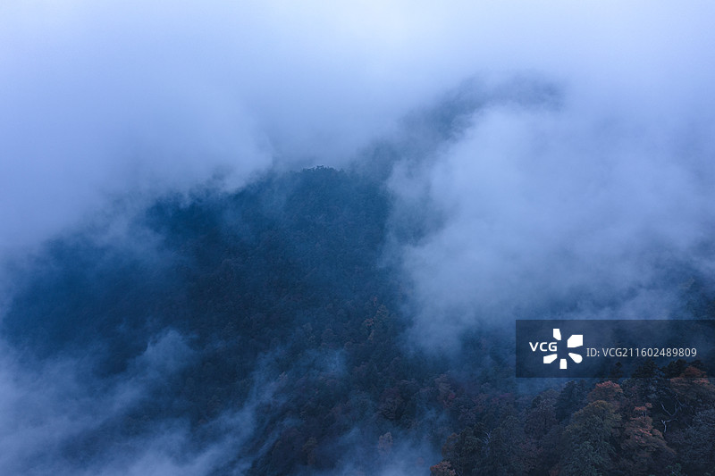 浙江西天目山大树王国网红旅游地全球生态圈保护区图片素材