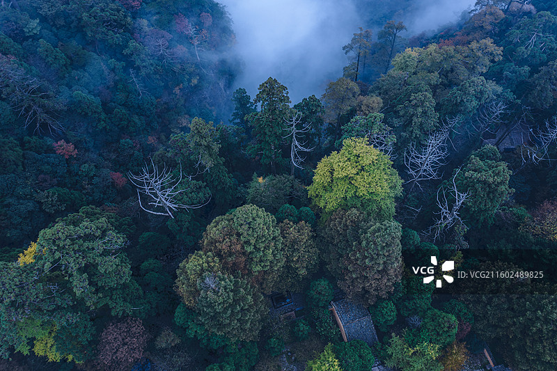 浙江西天目山大树王国网红旅游地全球生态圈保护区图片素材