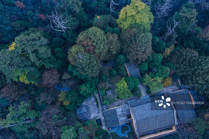 浙江西天目山大树王国网红旅游地全球生态圈保护区图片素材