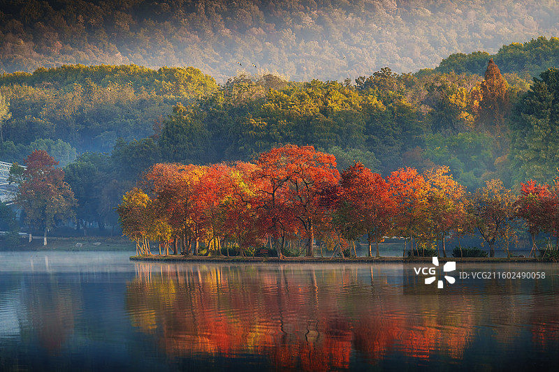 南京前湖月牙堤乌桕彩林图片素材