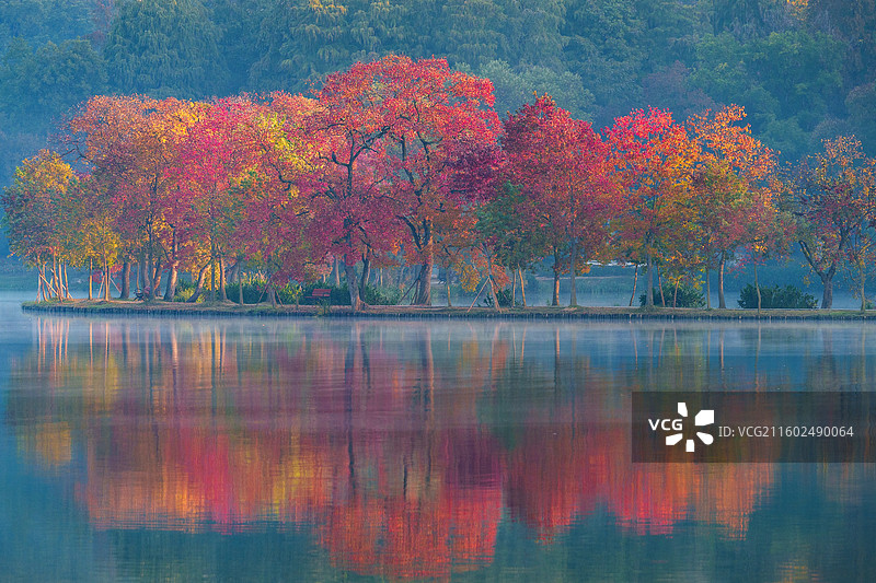 南京前湖月牙堤乌桕彩林图片素材