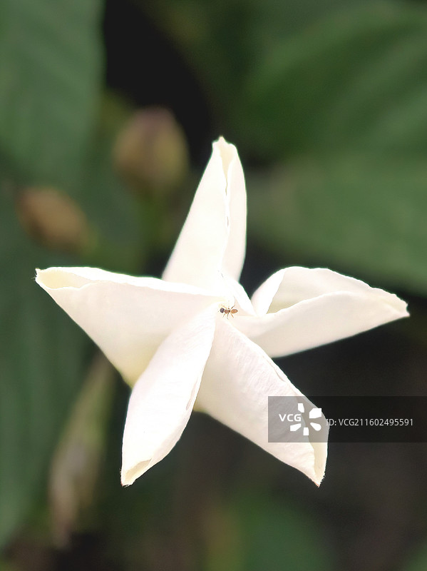 自然小景 纯白花瓣映绿意，昆虫轻停显生机图片素材