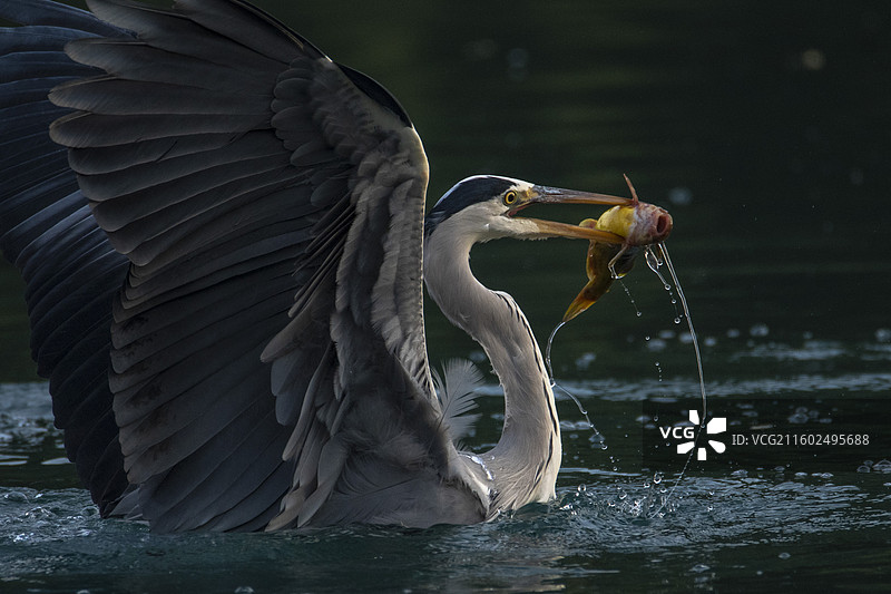 苍鹭捕食黄骨鱼图片素材