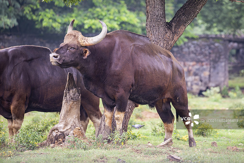 印度野牛（学名：Bos gaurus），是现存世界上体型最大的牛图片素材