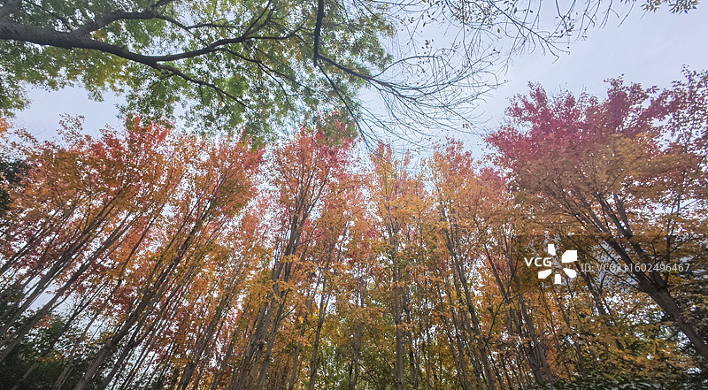立冬寻色银河公园图片素材