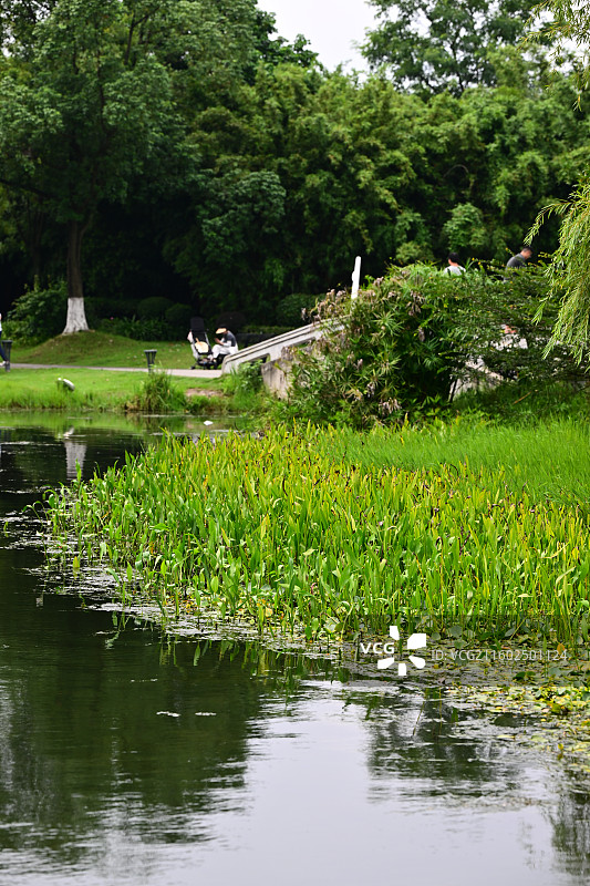 成都北湖生态公园，湖景图片素材