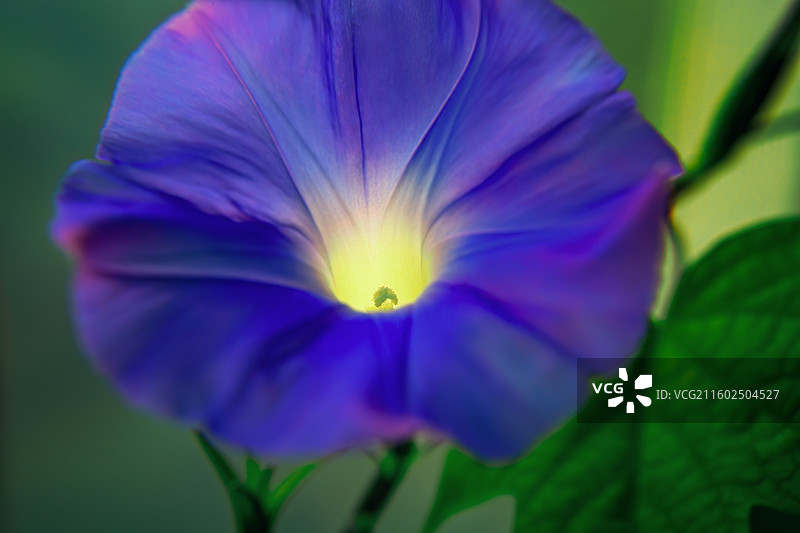 窗台上的牵牛花+南京图片素材