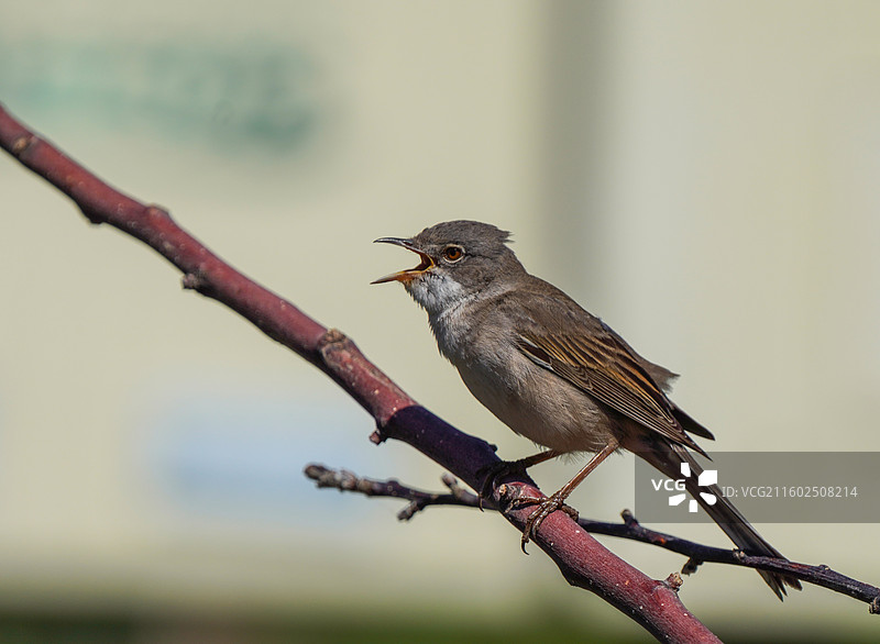 白喉林莺图片素材