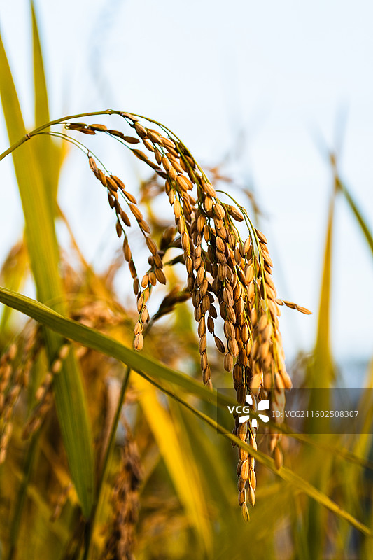 秋天金黄色成熟的稻穗特写图片素材