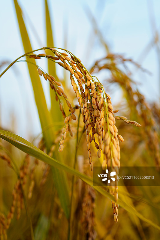 秋天金黄色成熟的稻穗特写图片素材